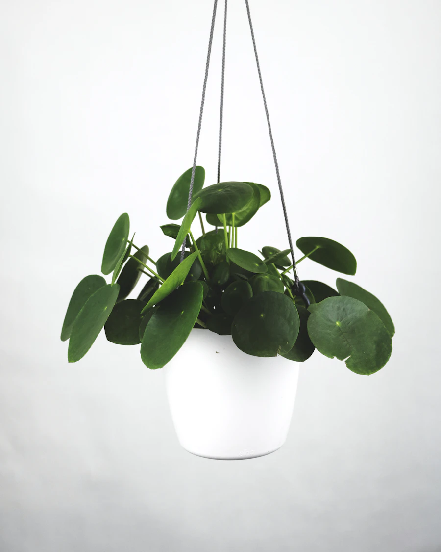 Marble Queen Pothos