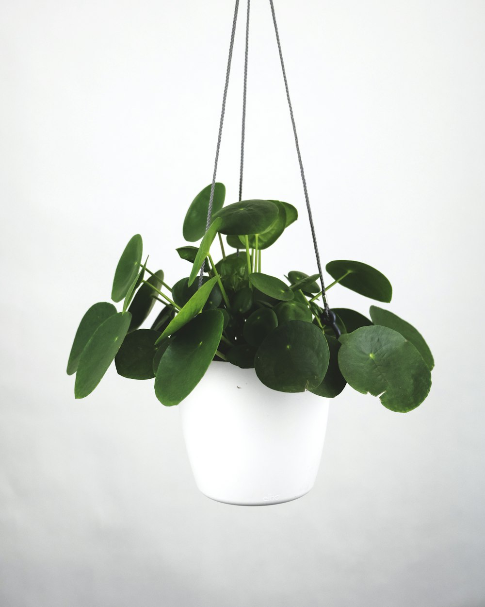 Pilea peperomioides