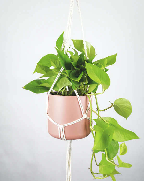 Planta de folhas pendentes em vaso rosa suspenso