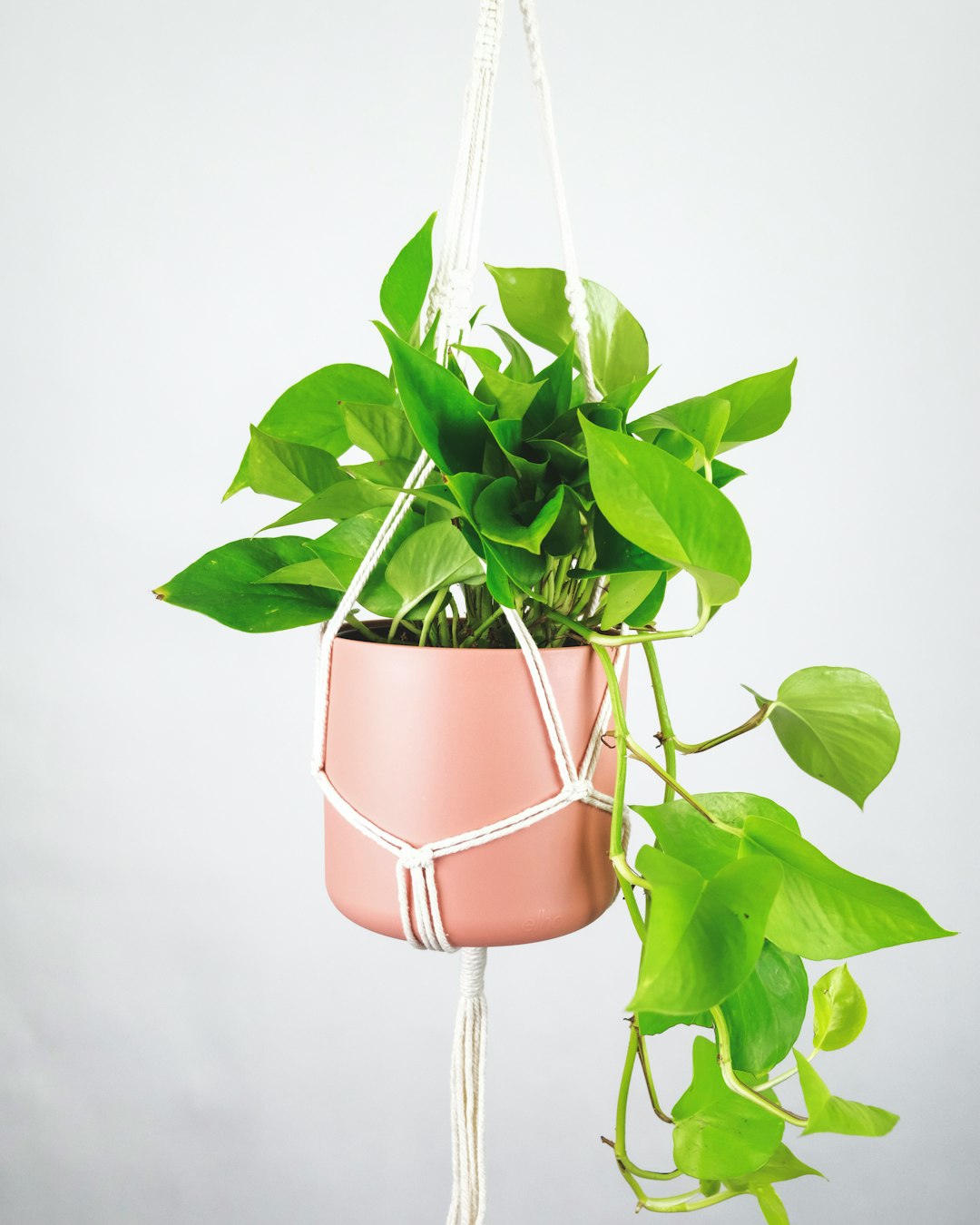 green plant on brown pot