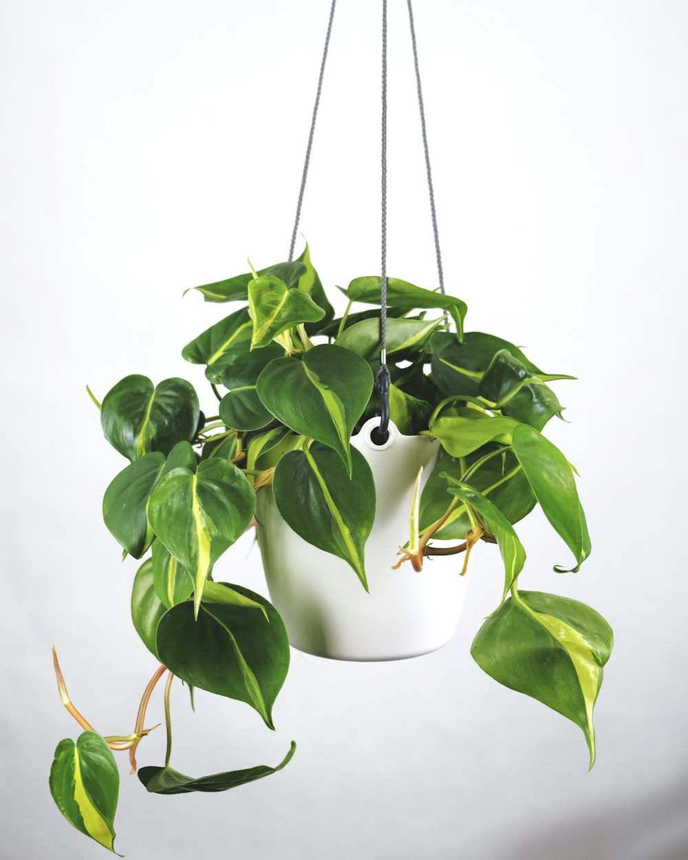 green plant on white ceramic pot