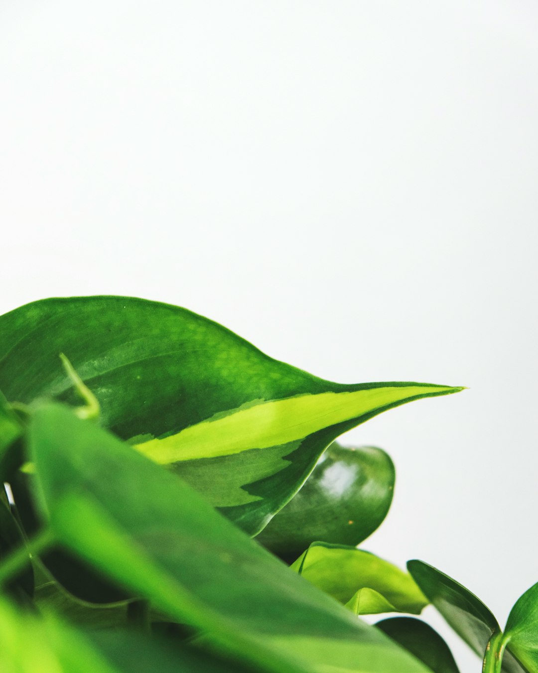 green leaves on white background