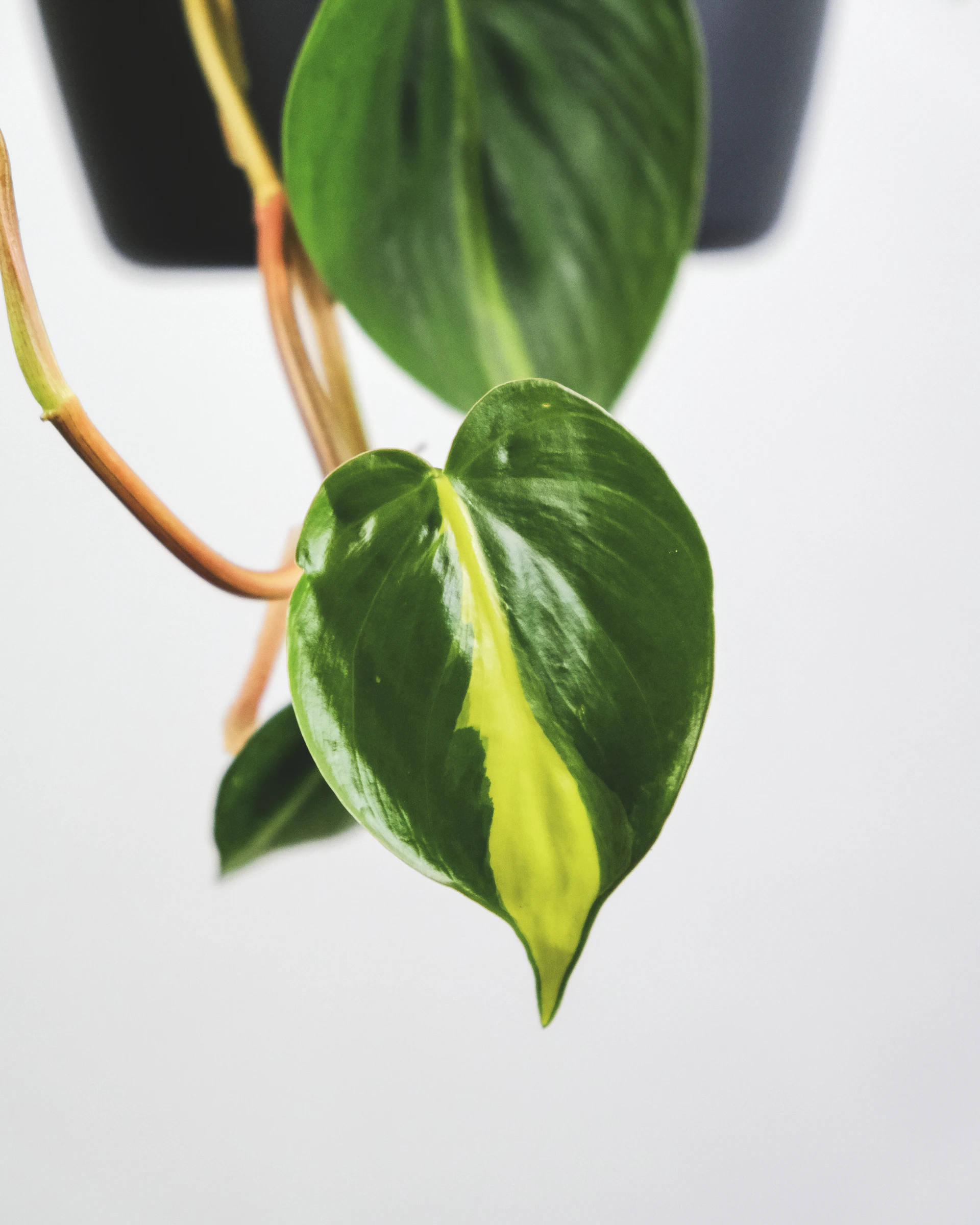 green leaves on white surface