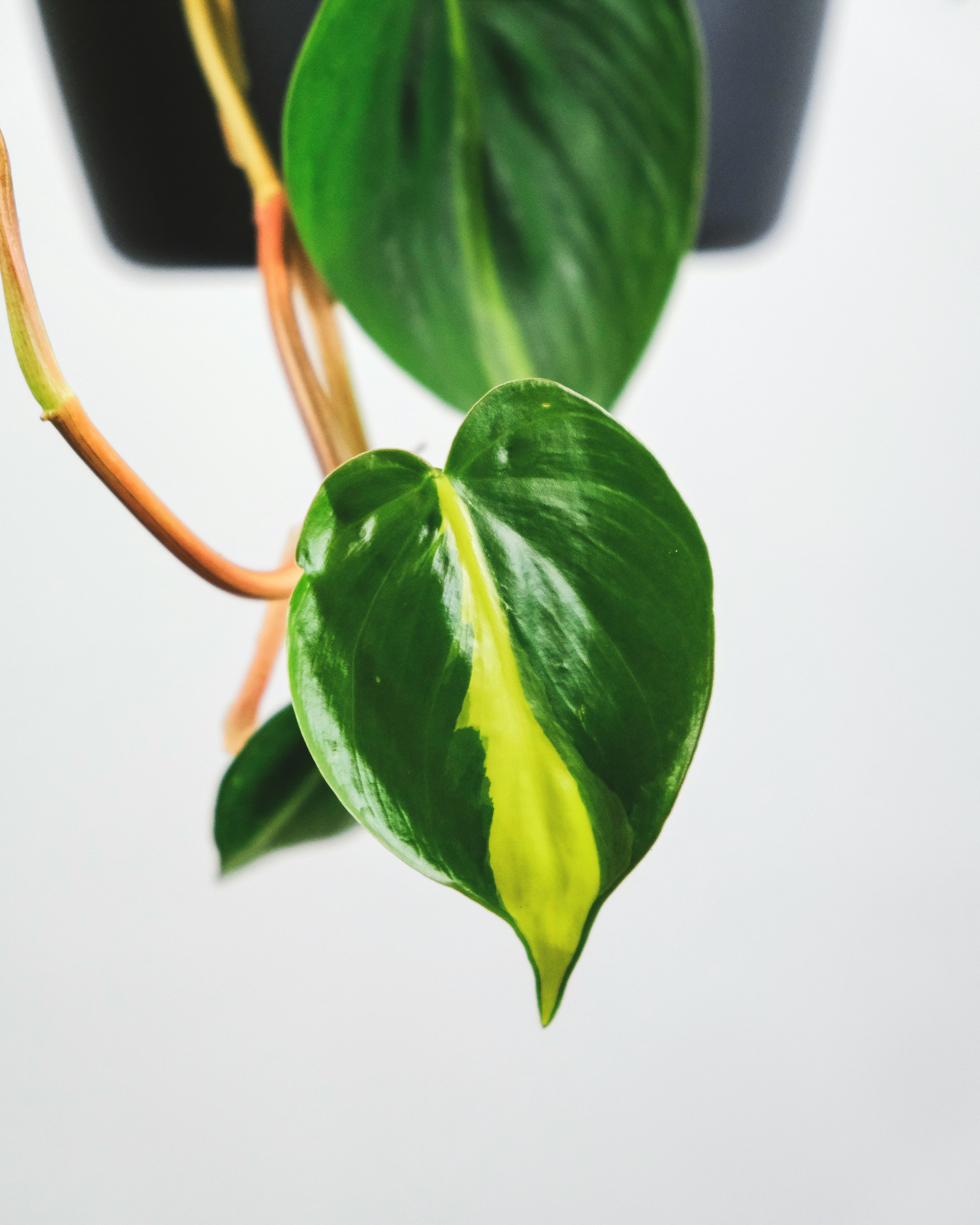 green leaves on white surface