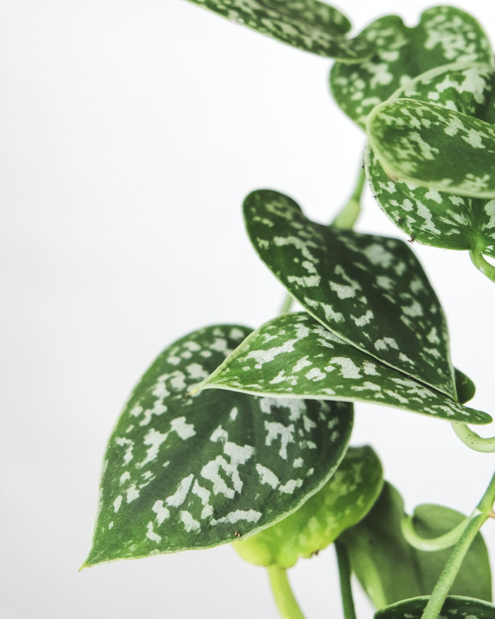 green leaves with white background