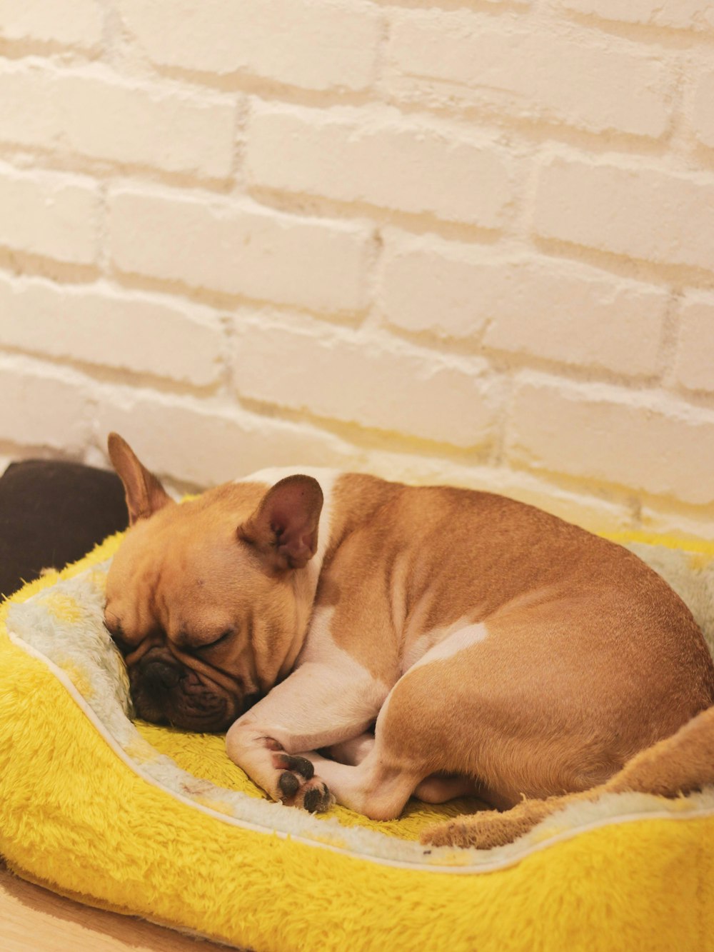 fawn pug lying on yellow towel