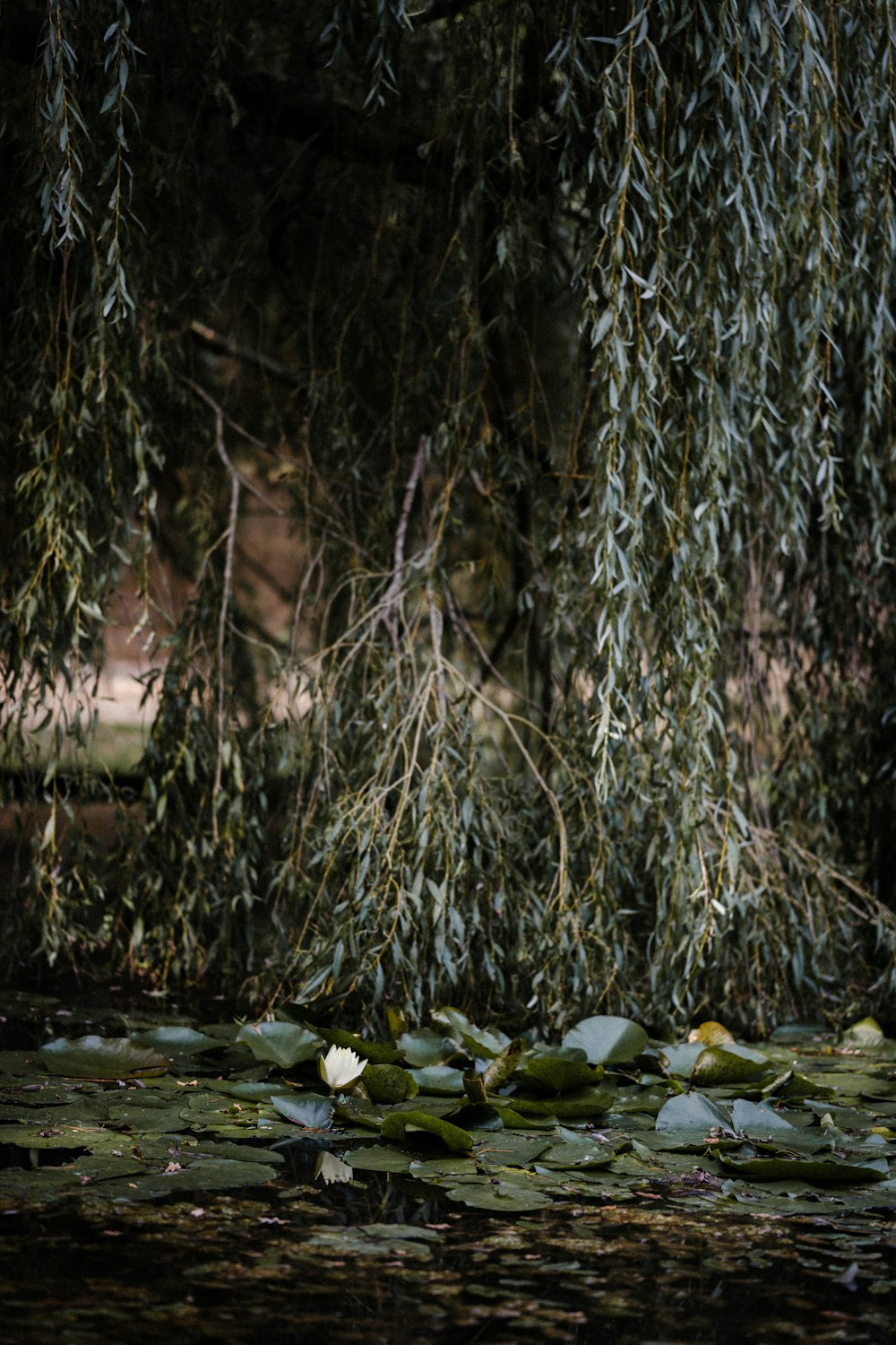 green leaves on water during daytime