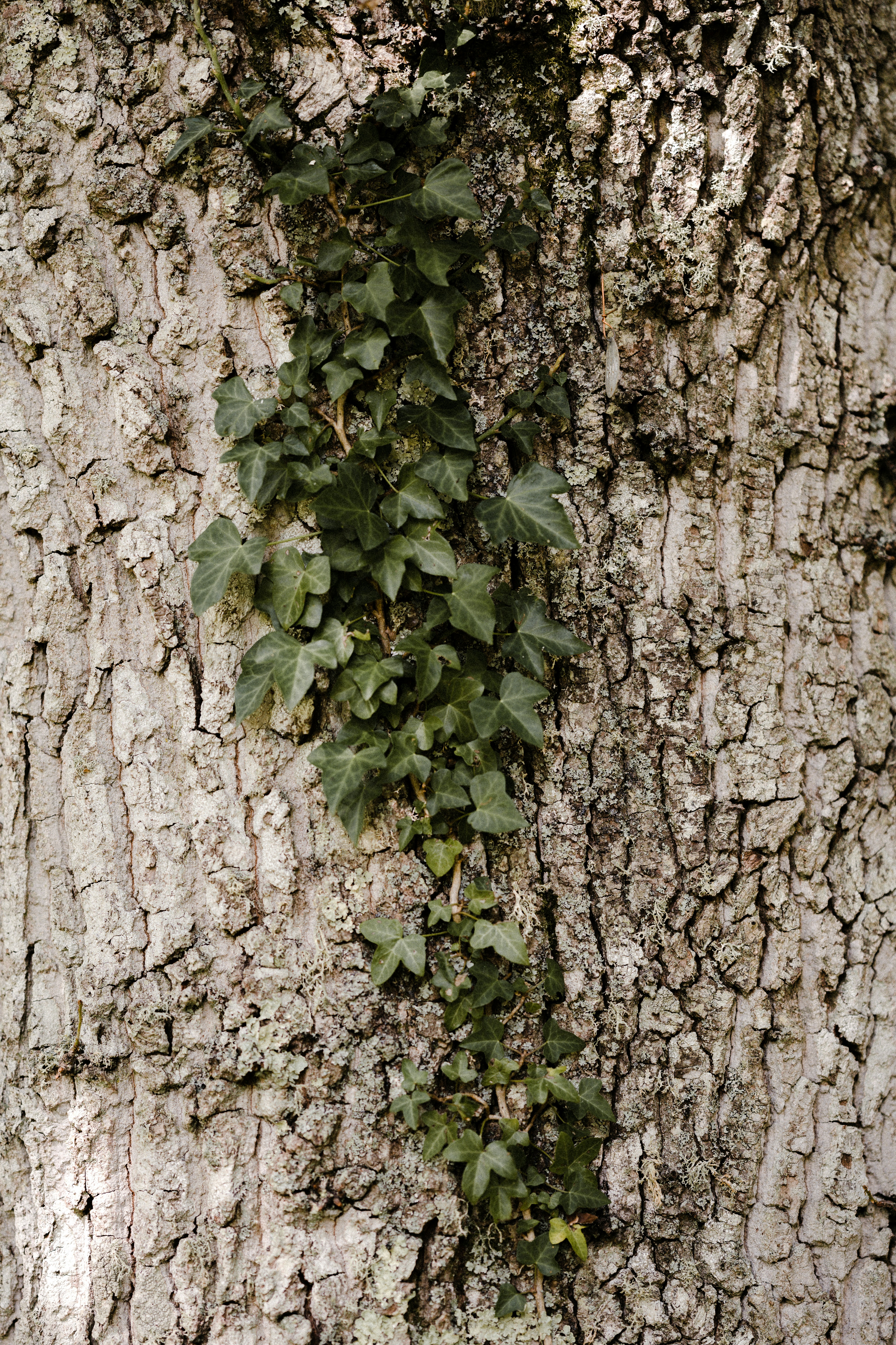 Photo by anniespratt