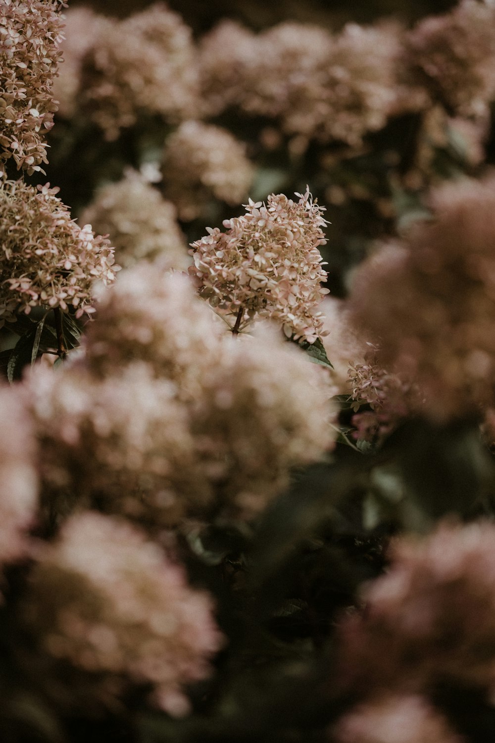 brown and white flower in close up photography