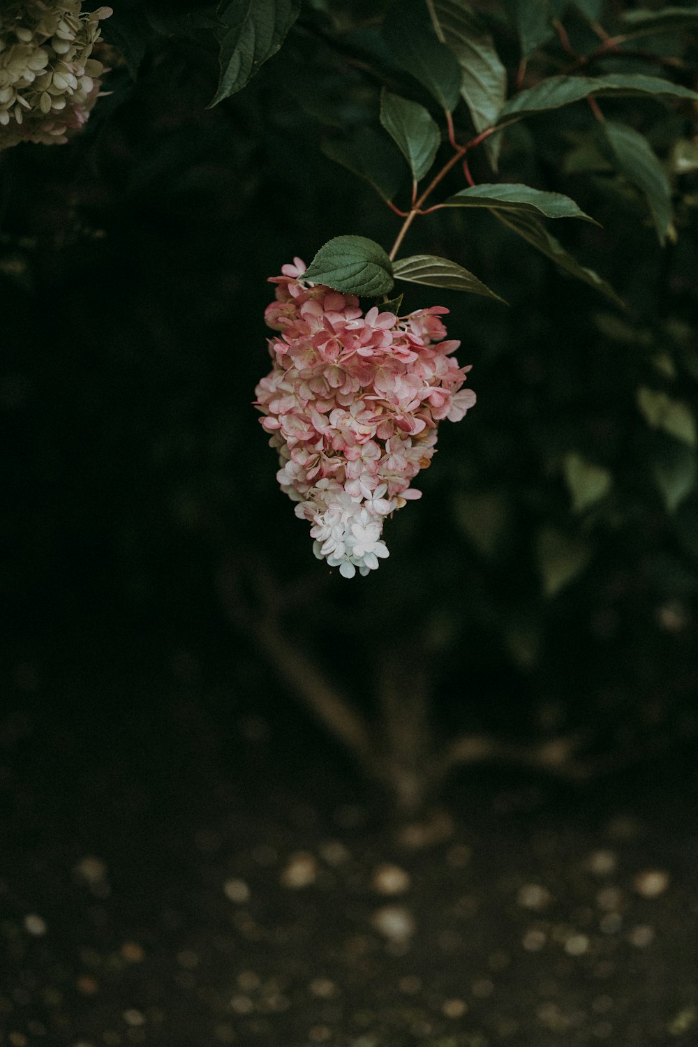 pink and white flower in tilt shift lens