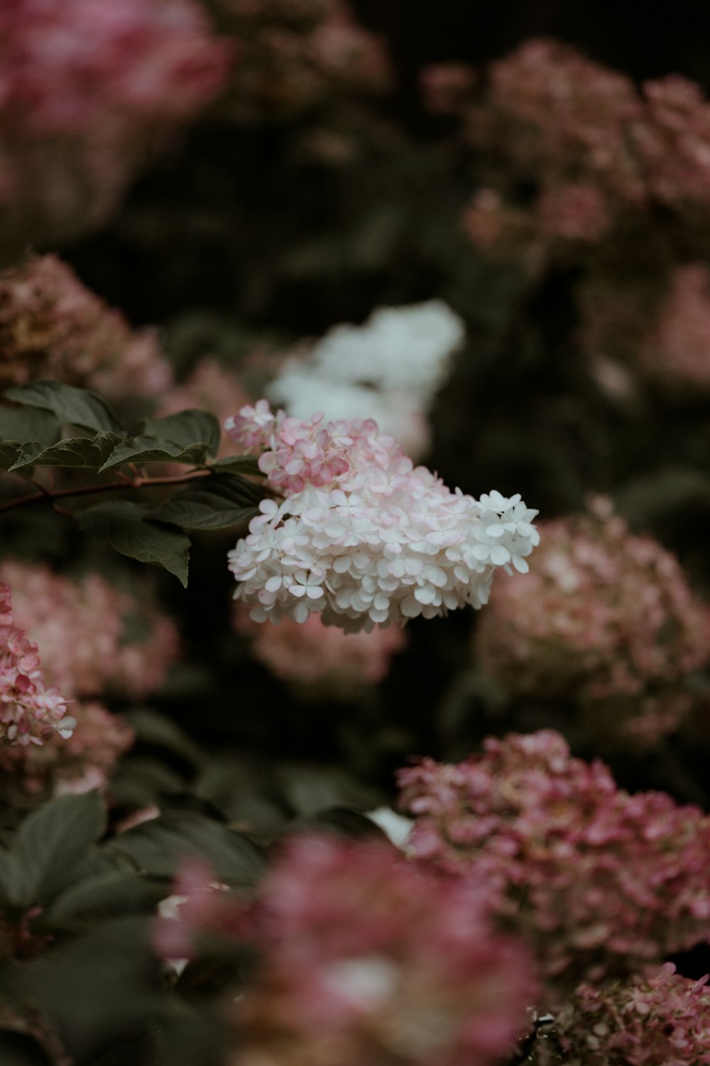 pink and white flowers in tilt shift lens