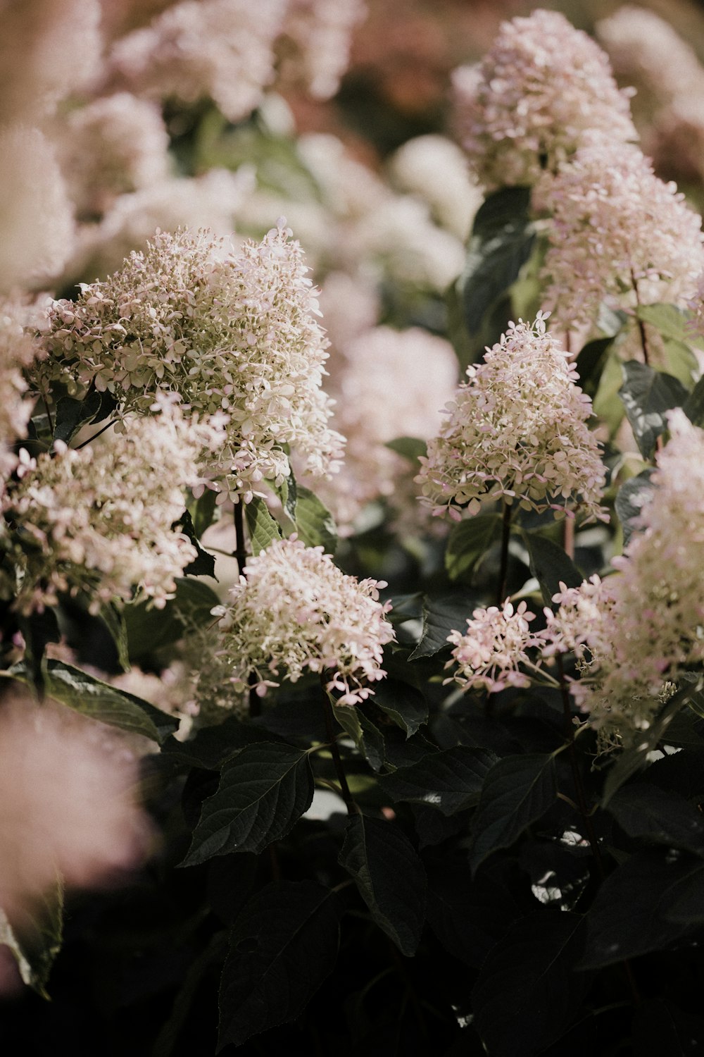 white flowers with green leaves