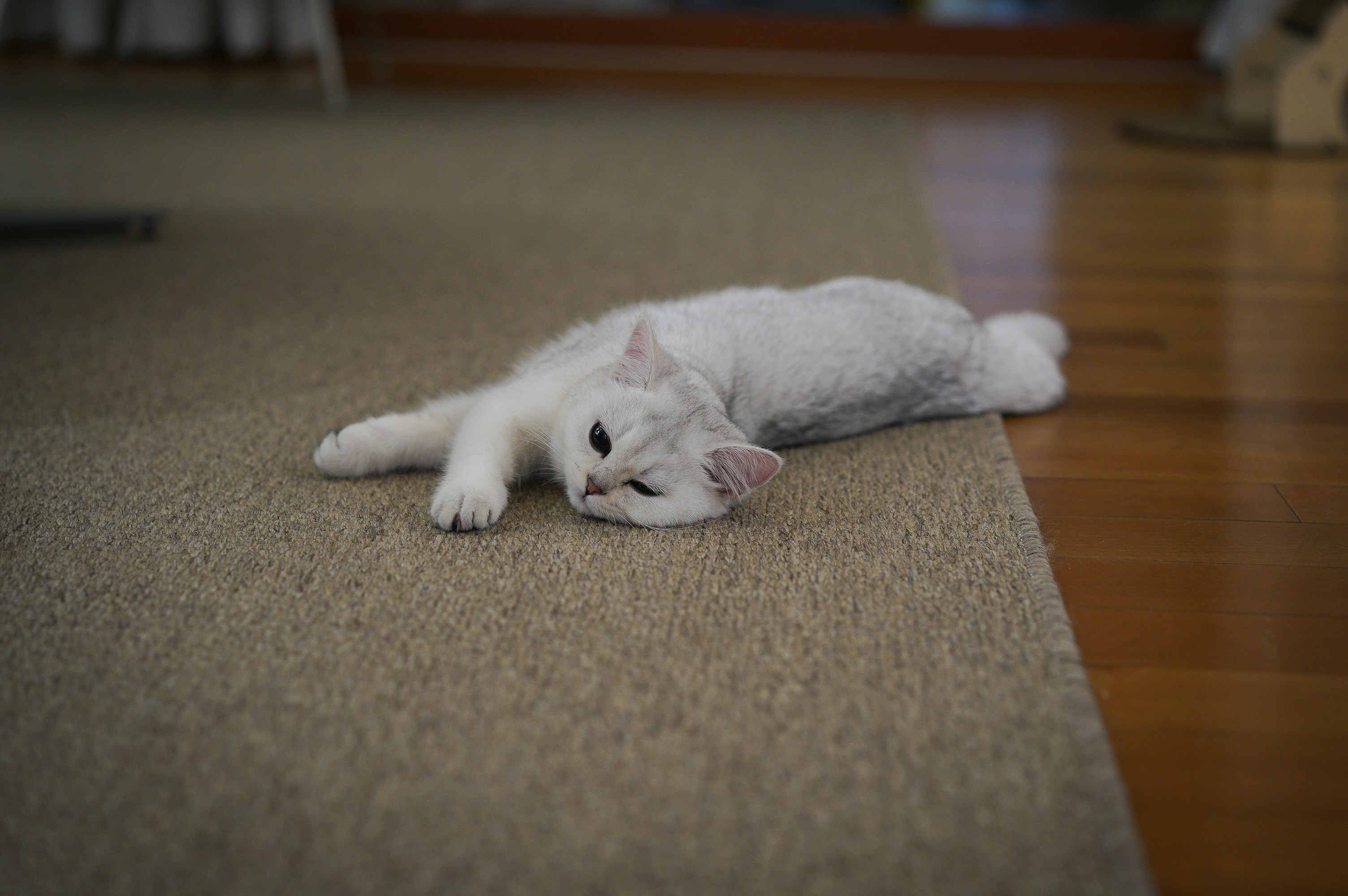 white cat lying on brown carpet