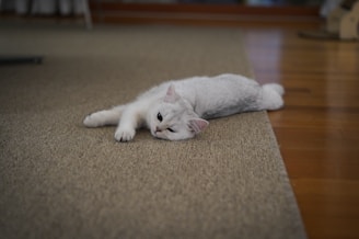 white cat lying on brown carpet