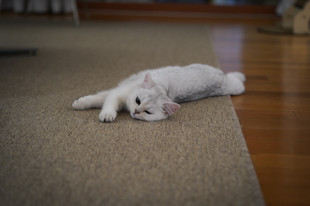 white cat lying on brown carpet
