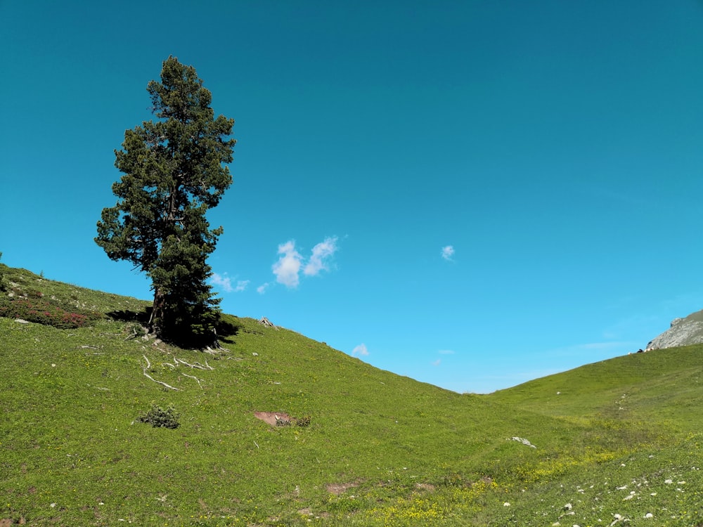 green tree on green grass field under blue sky during daytime