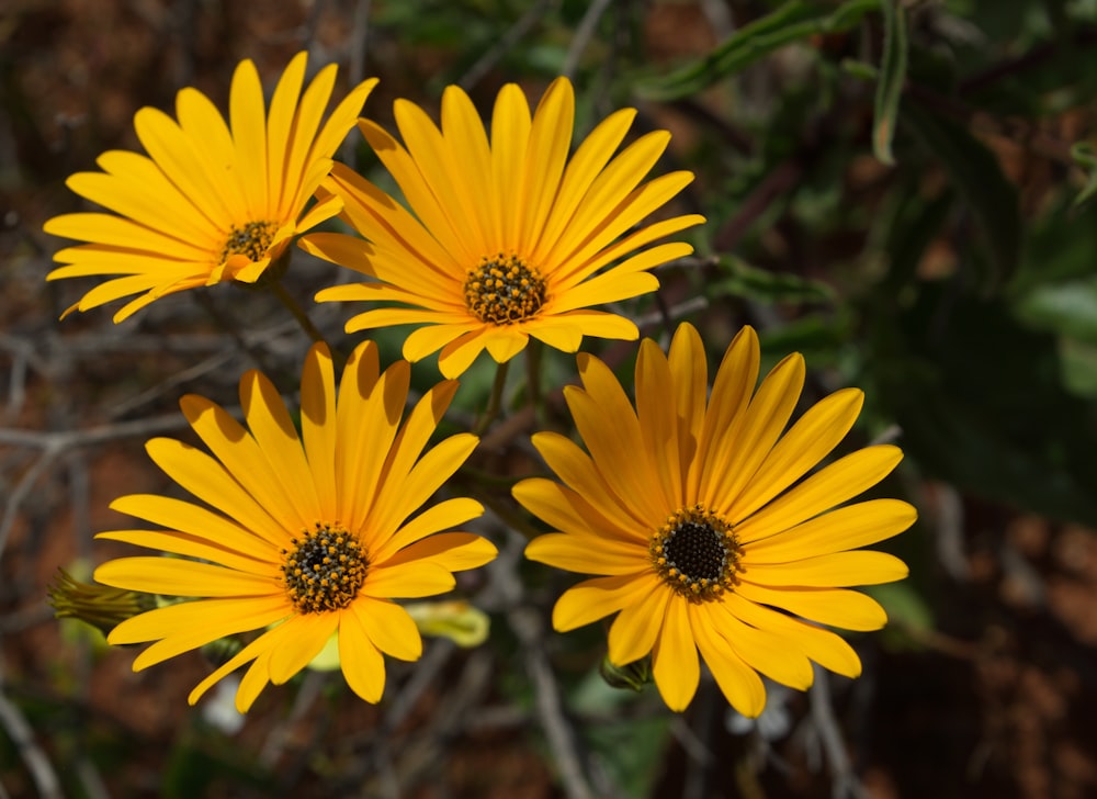 yellow flowers in tilt shift lens