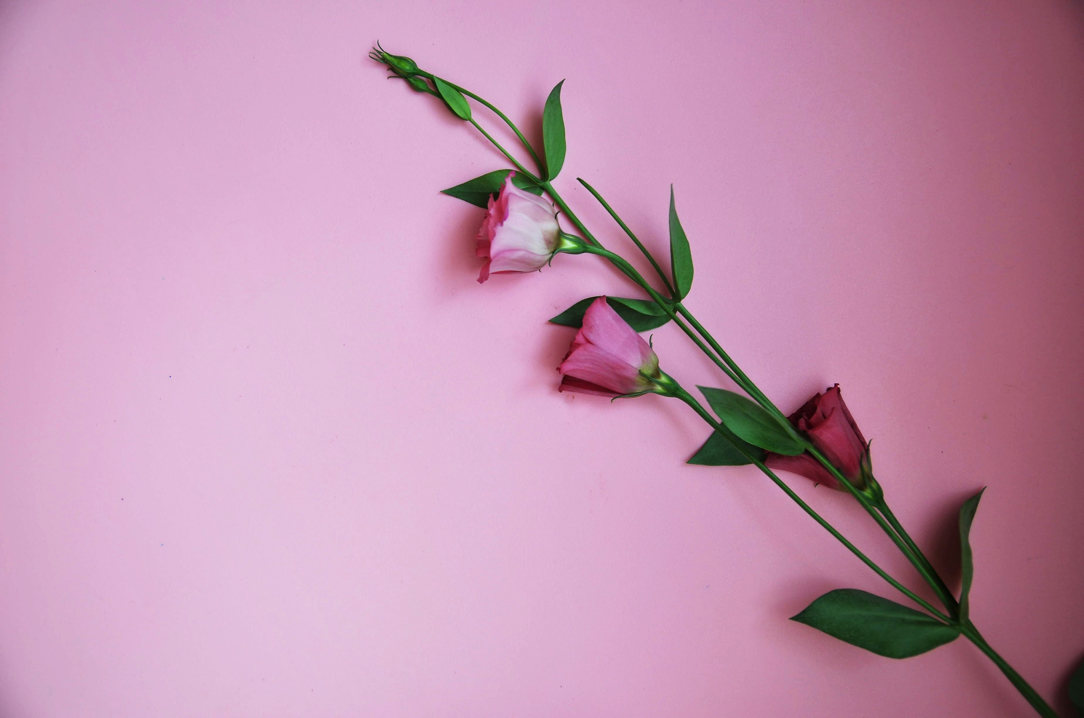 Photo by vechnoeleto