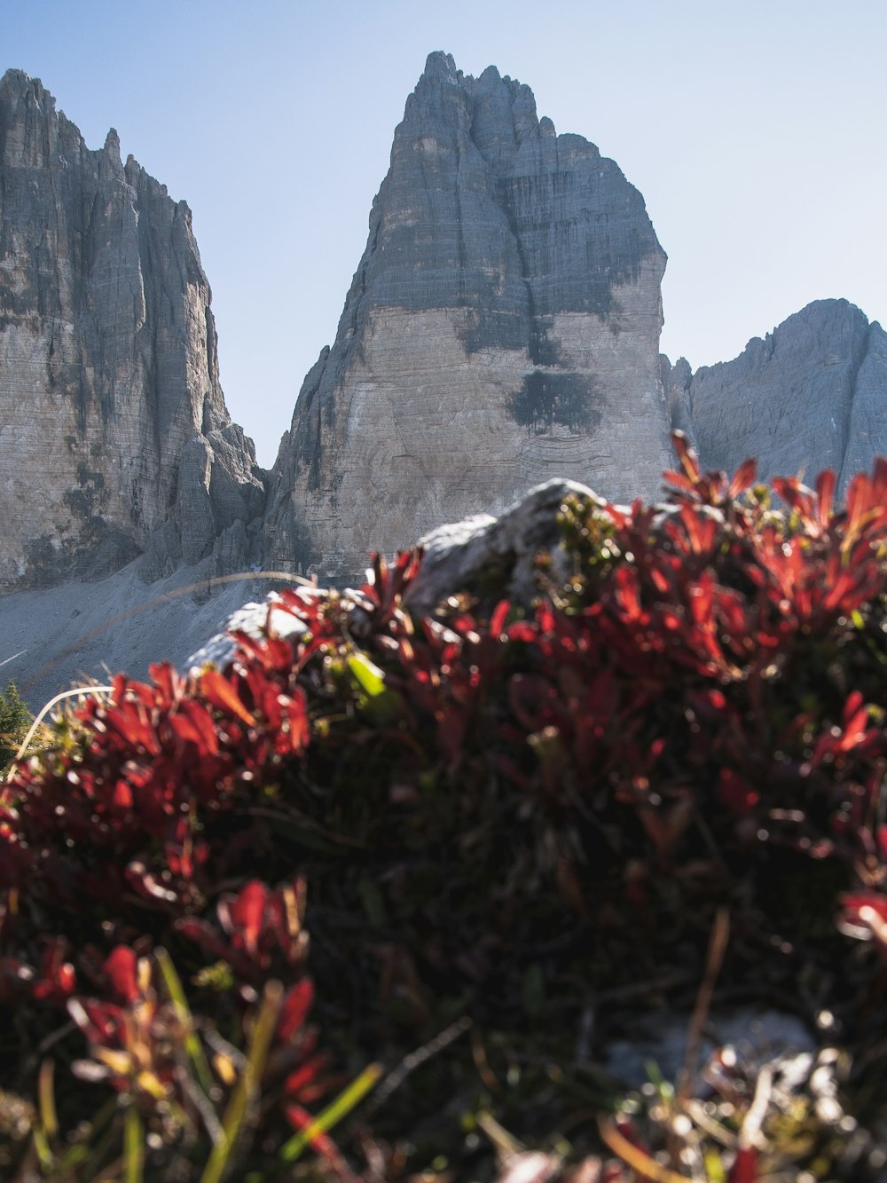 flores vermelhas perto da montanha rochosa cinzenta durante o dia