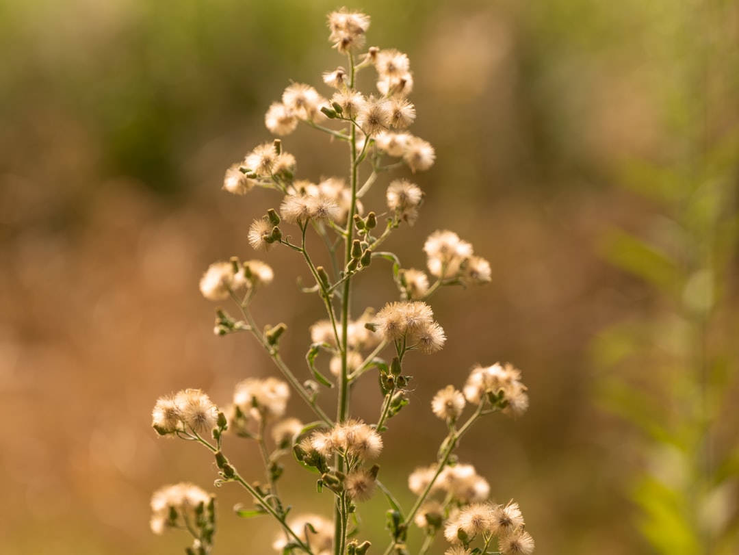 white flower in tilt shift lens