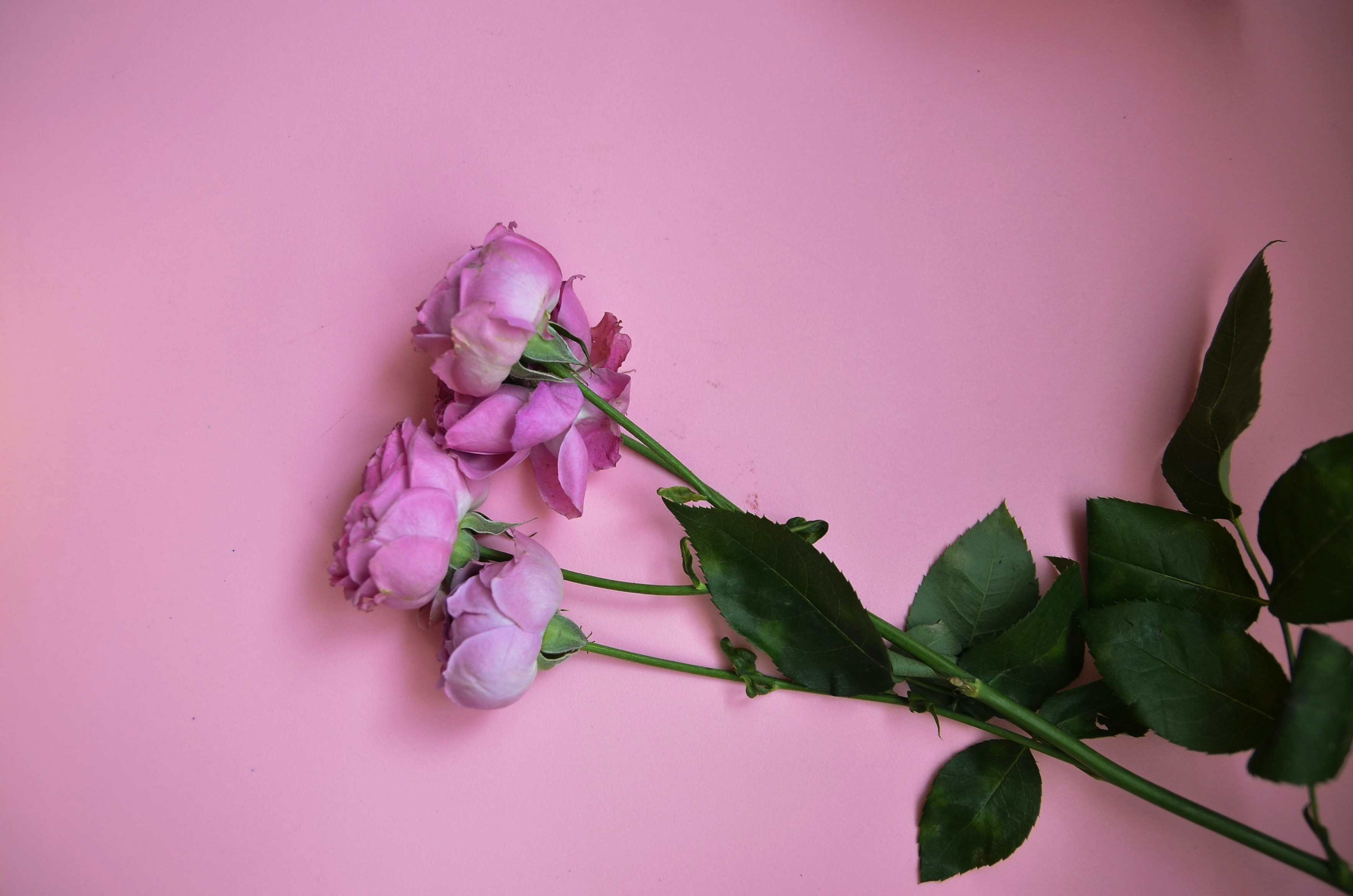 Photo by vechnoeleto