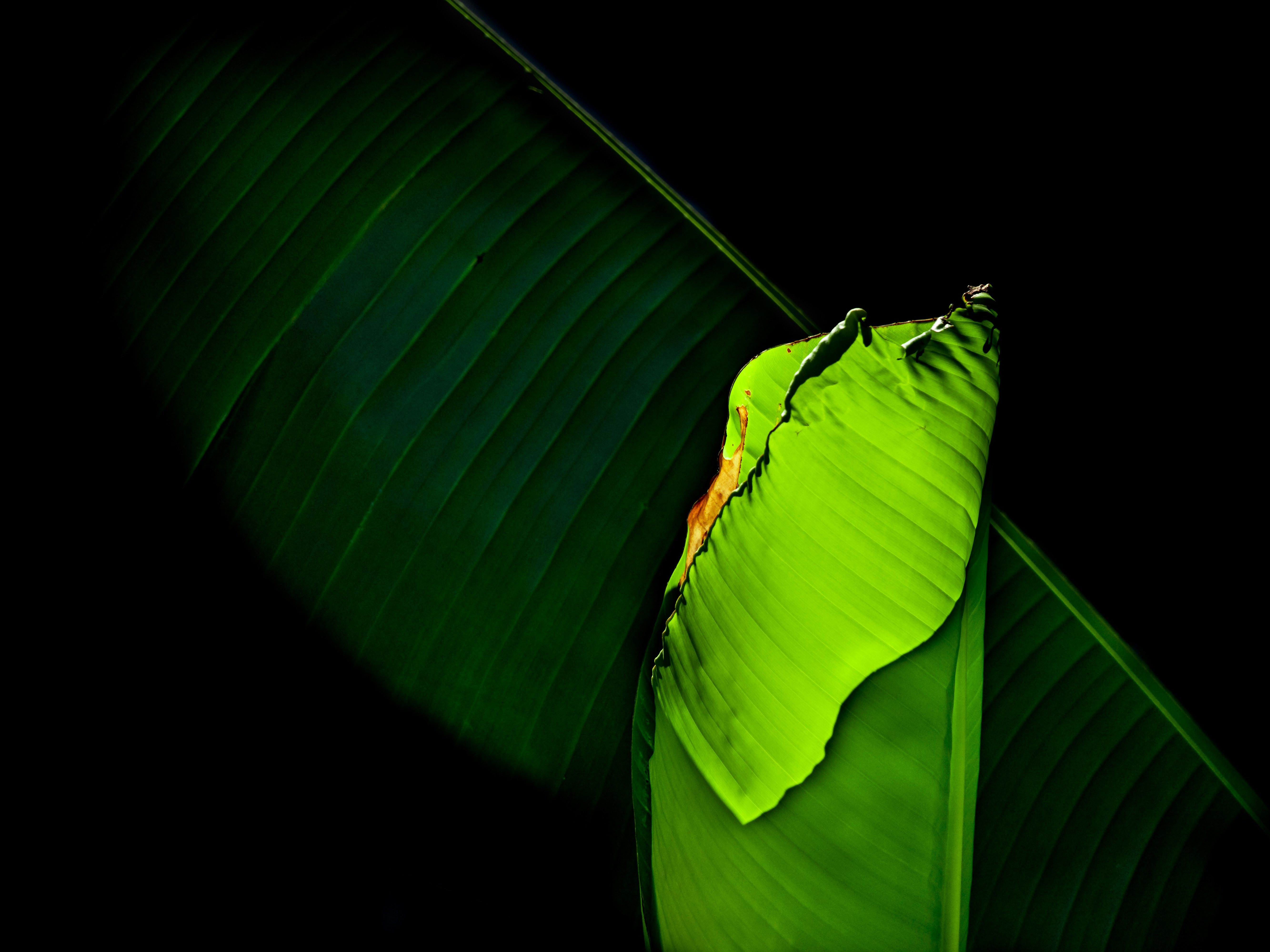 Clean, minimalist image of an intense green plant on black ground. Perfect as a wallpaper or background. 
