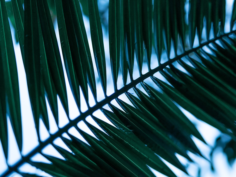 green palm tree during daytime