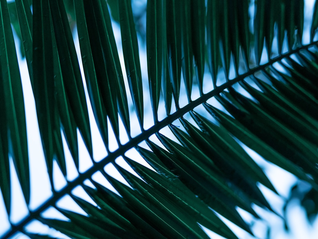 green palm tree during daytime