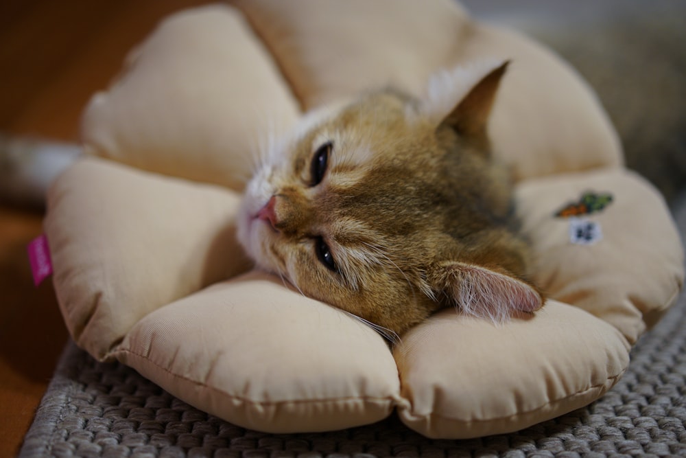 brown tabby cat on white sofa