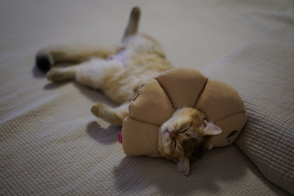 brown cat lying on white textile