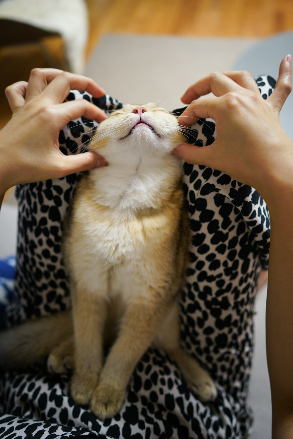 person holding white and brown cat