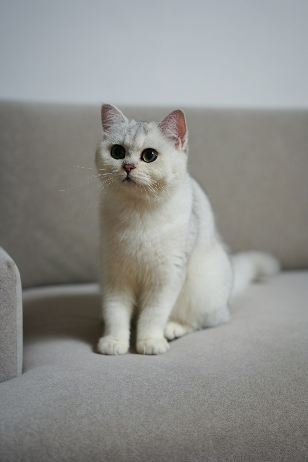 white cat on white textile