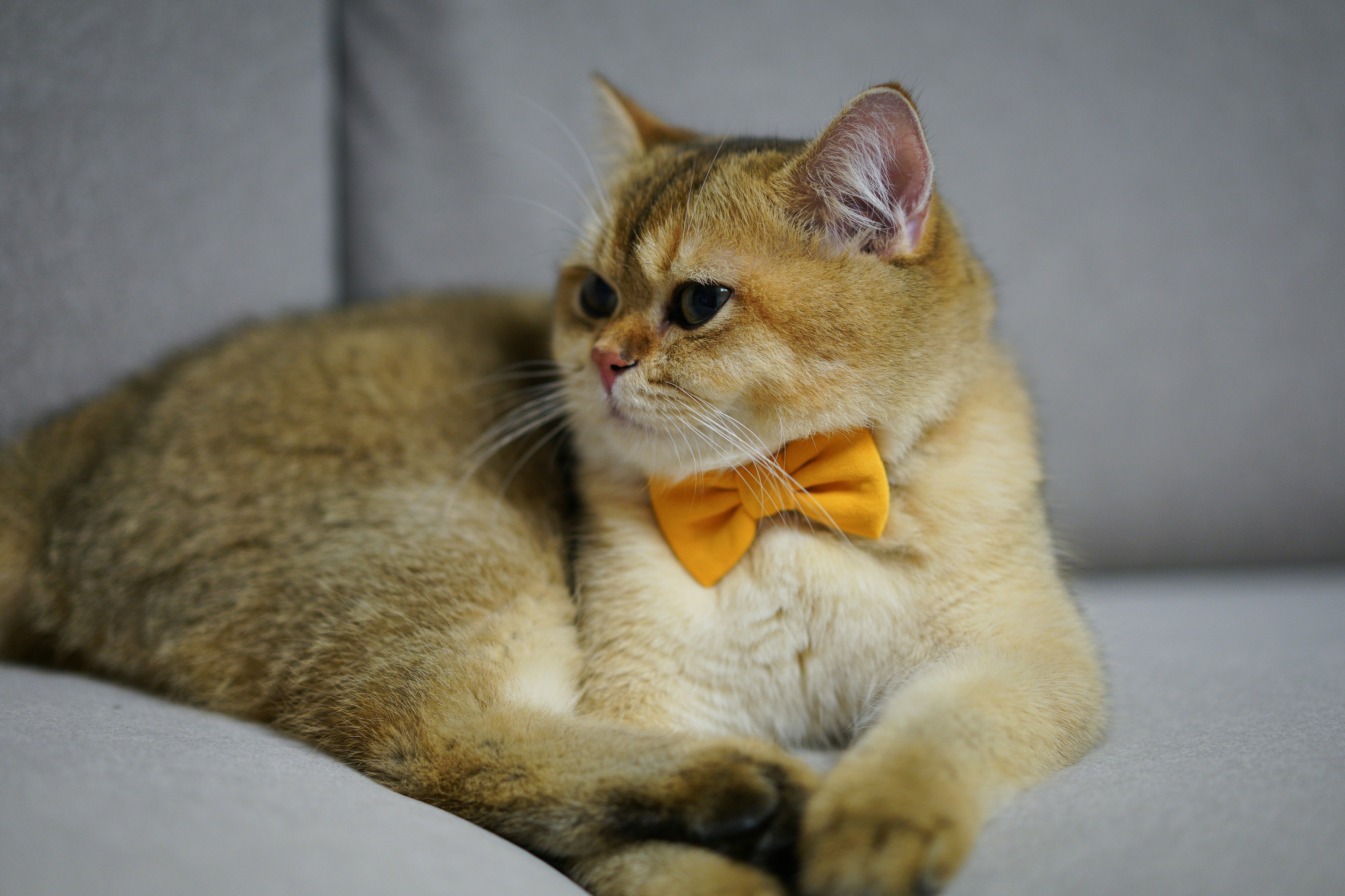 Orange tabby cat with red bowtie sitting on brown textile