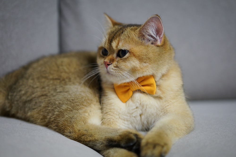 Foto Gato tabby laranja com gravata borboleta vermelha sentado no têxtil  marrom – Imagem de Gato grátis no Unsplash