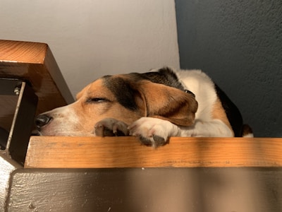 Friendly dog resting comfortably on the cozy terrace of naturalnietu