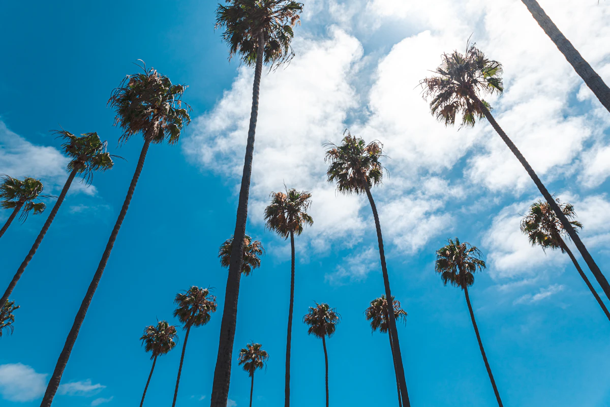 Palm trees against a blue sky in Encinitas
