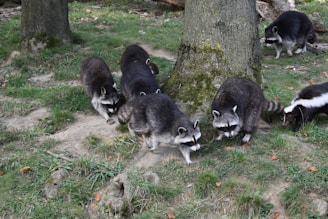 A group of raccoons and a skunk are gathered around the base of a tree in a grassy, wooded area. The raccoons have distinct black and white markings on their faces and are foraging on the ground.