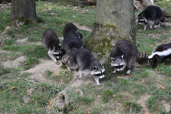 A group of raccoons and a skunk are gathered around the base of a tree in a grassy, wooded area. The raccoons have distinct black and white markings on their faces and are foraging on the ground.