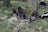 A group of raccoons and a skunk are gathered around the base of a tree in a grassy, wooded area. The raccoons have distinct black and white markings on their faces and are foraging on the ground.
