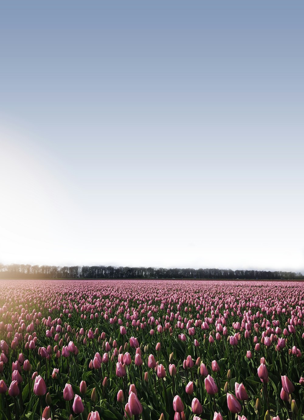 pink flower field under blue sky during daytime