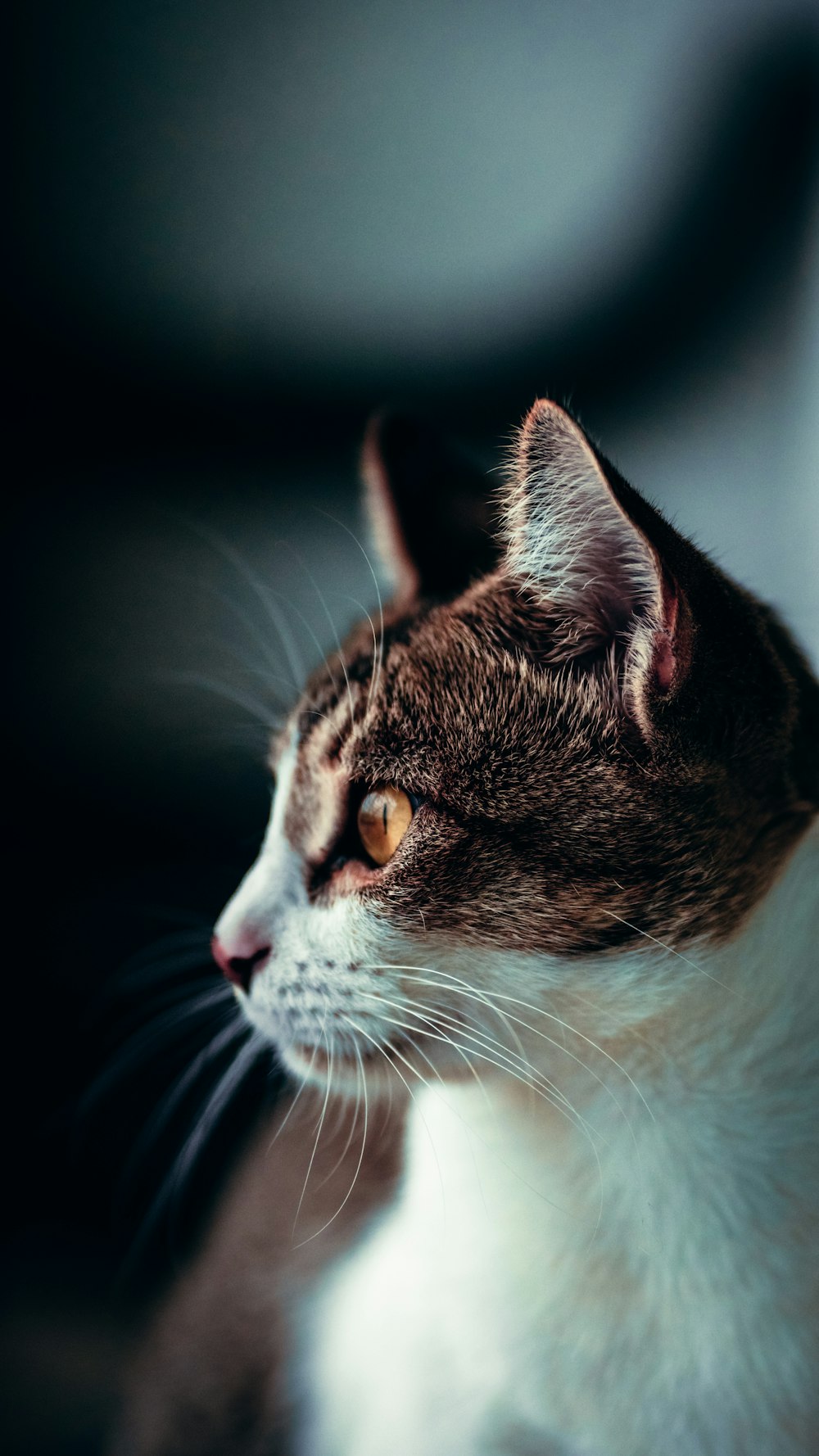 brown and white tabby cat