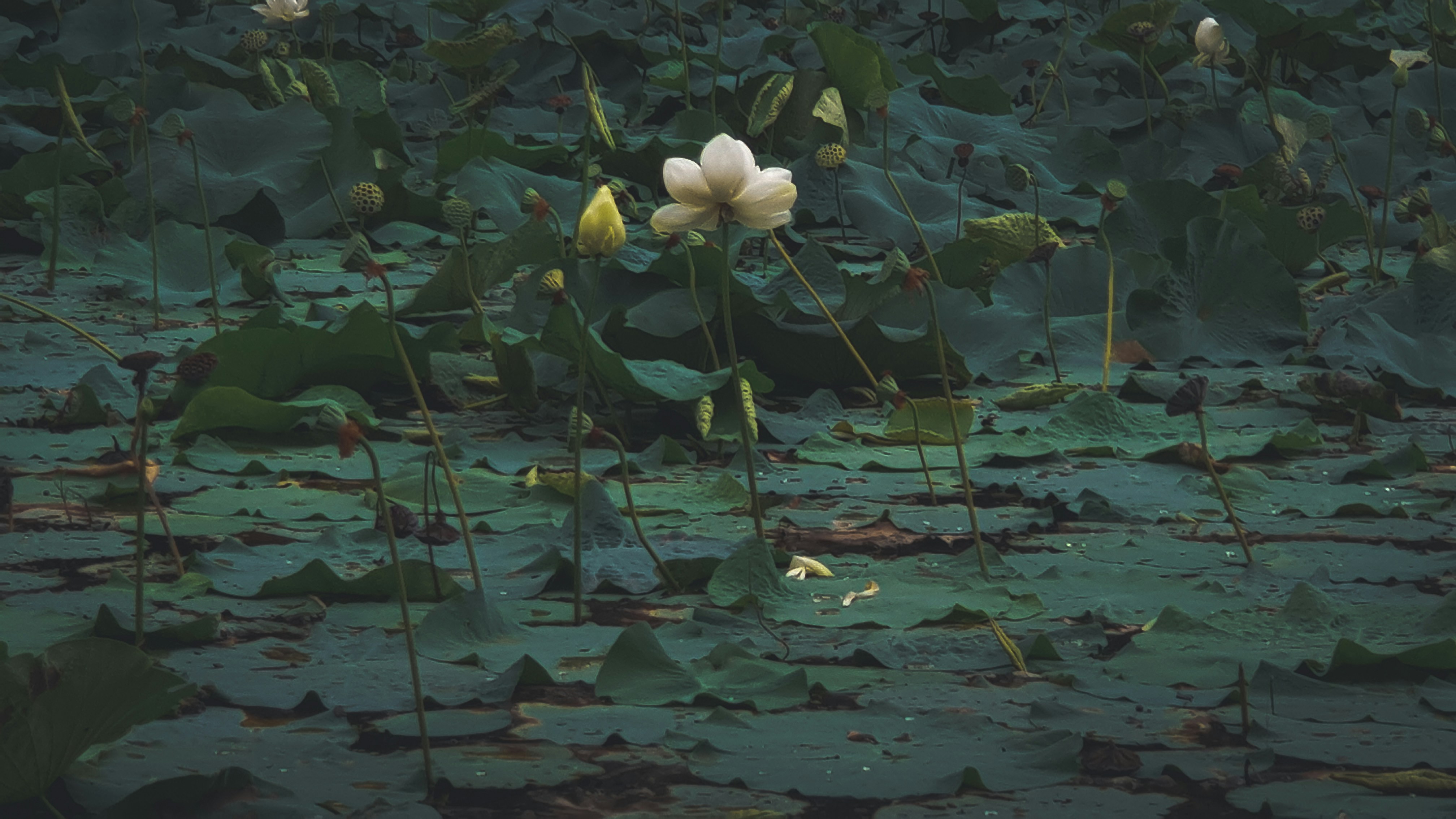 weiße Blüte auf grünen Blättern