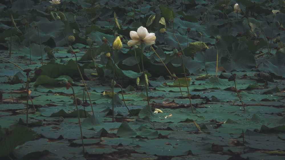 white flower on green leaves