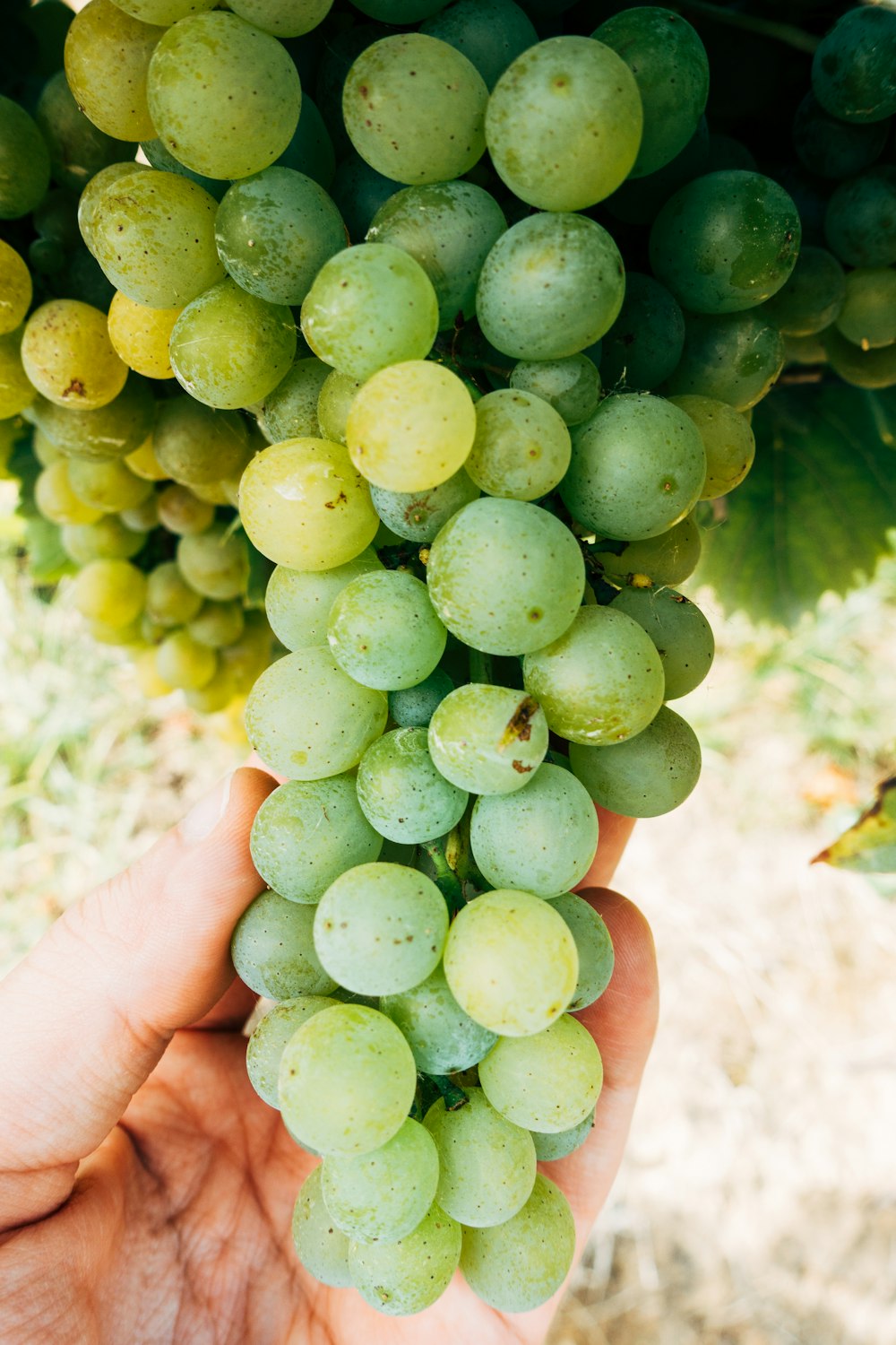 green grapes on persons hand