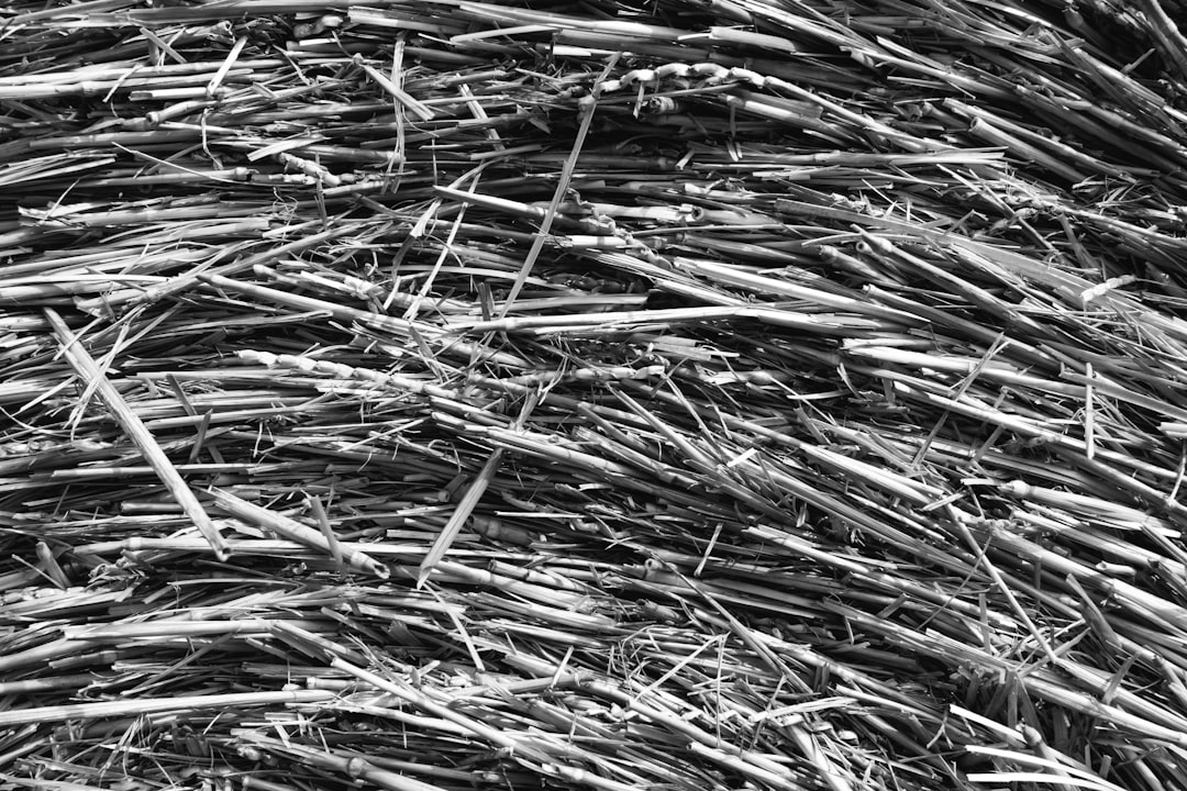 brown dried grass in grayscale photography