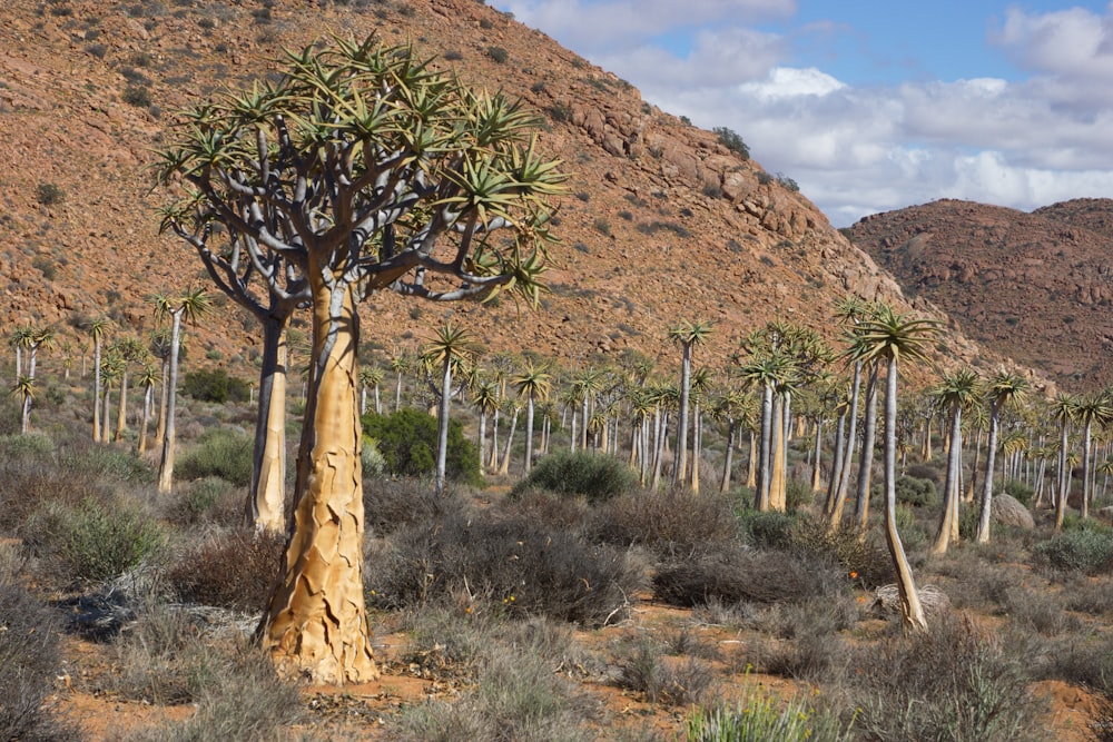 green and brown trees near brown mountain under blue sky during daytime