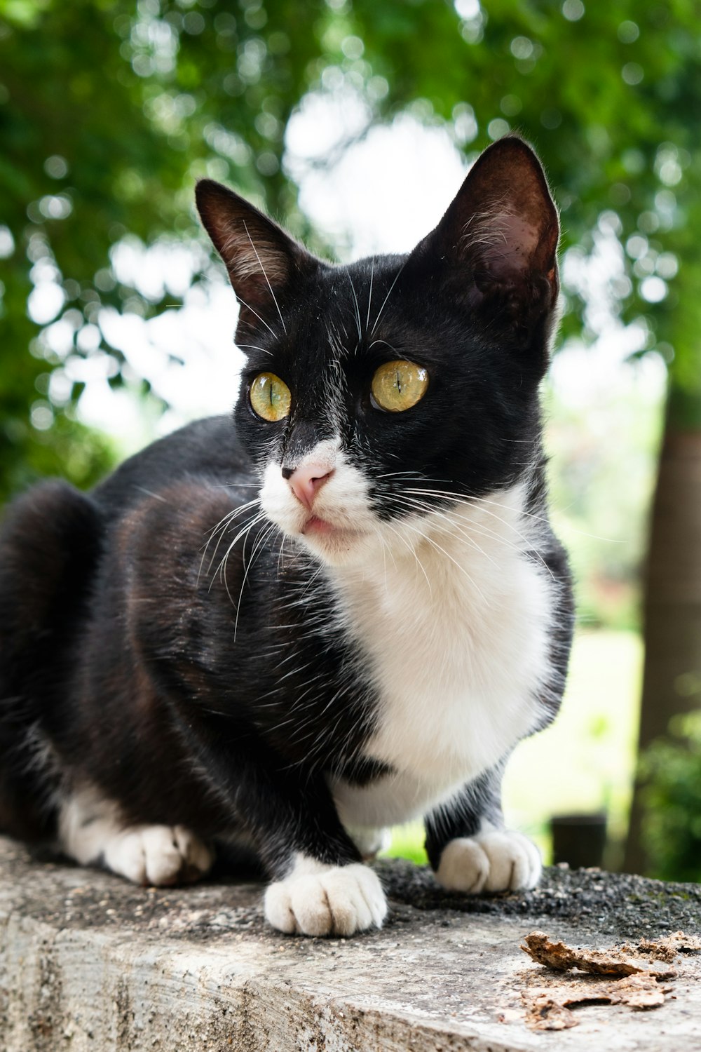 black and white cat on green grass during daytime