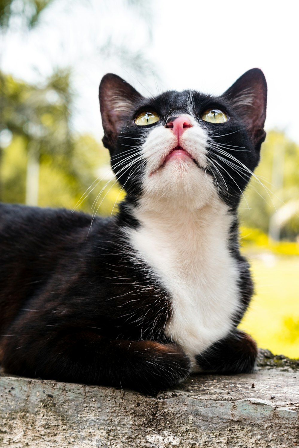 black and white cat on yellow textile