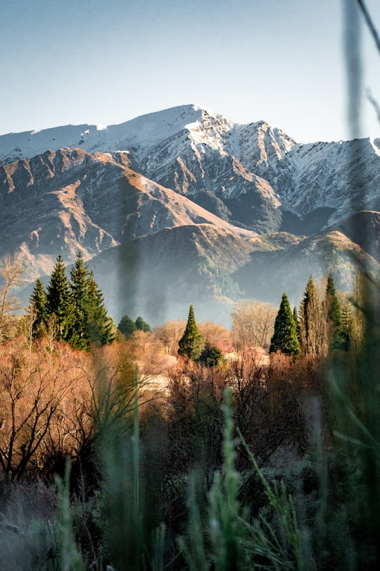green pine trees near mountain during daytime in Arrowtown New Zealand