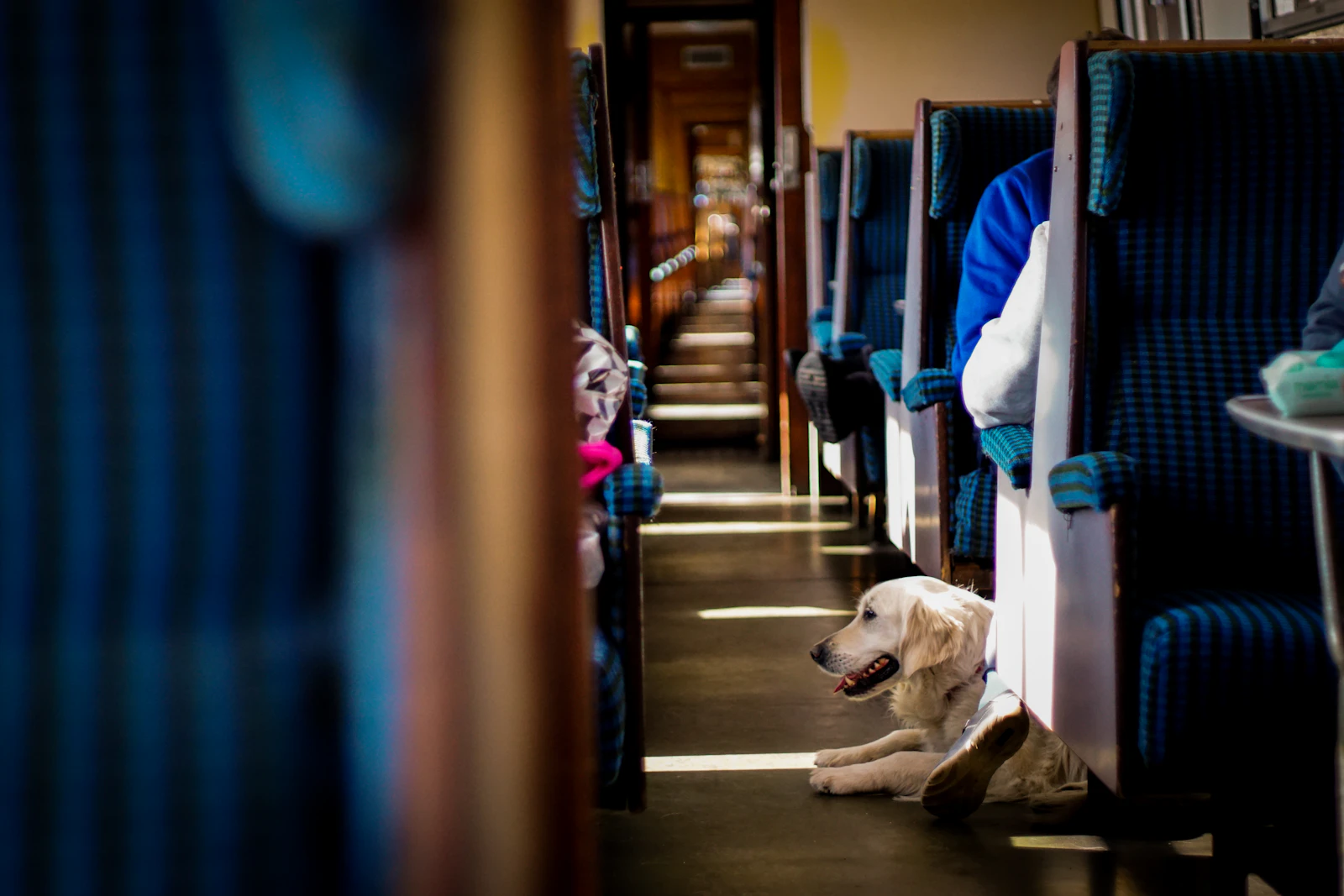 A calm cream colored retriever lying in the aisle of a passenger train carriage between rows of seats